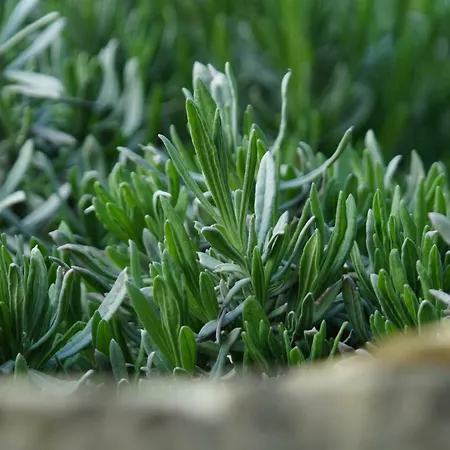 La Lavendula